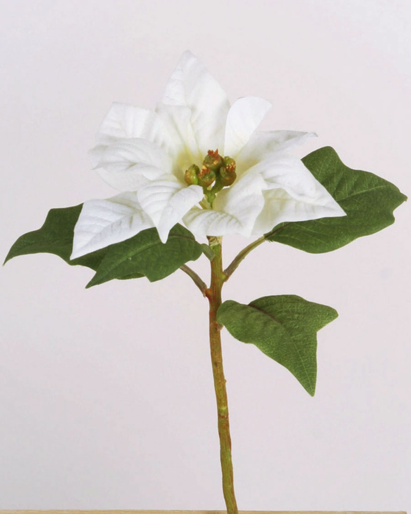 Poinsettia