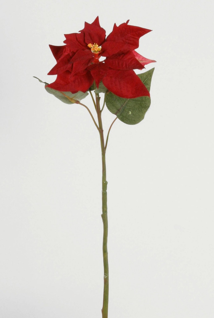 Poinsettia
