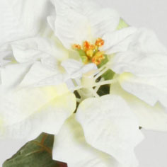 Poinsettia