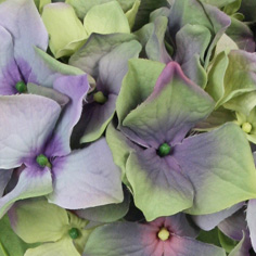Hydrangea blue lime 