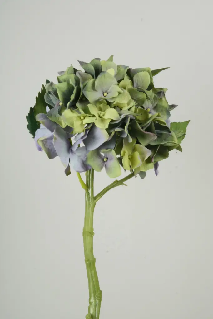 Hydrangea blue lime 
