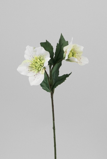 [6270] christmas rose 