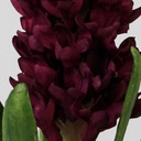 [9300-1] Hyacint (Alternative 2)