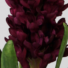 [9300-1] Hyacint (Alternative 2)