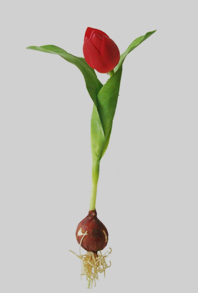 Tulip