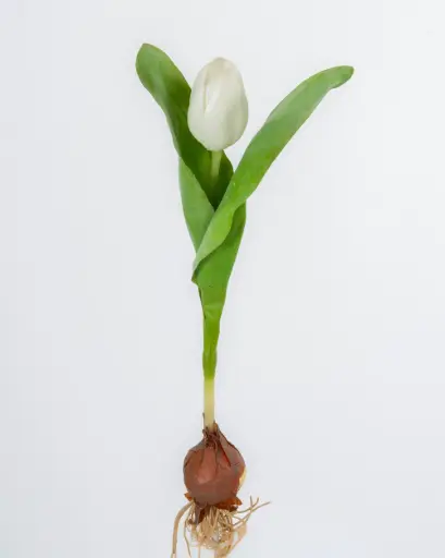 Tulip