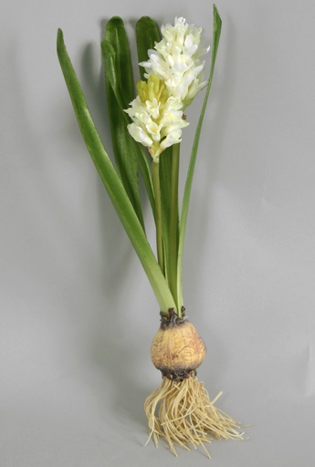 hyacinth with bulb cream 