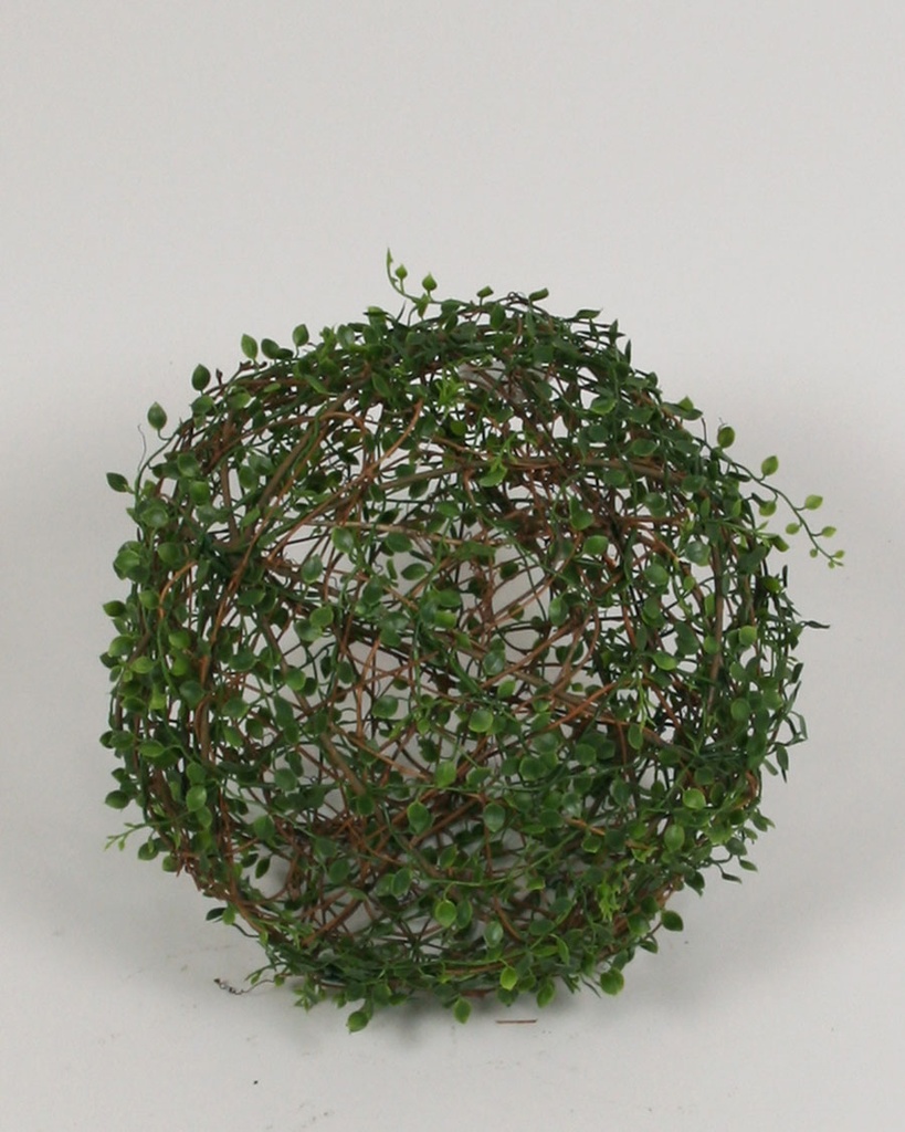 callisia