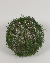 [5789] callisia (Alternative 1)