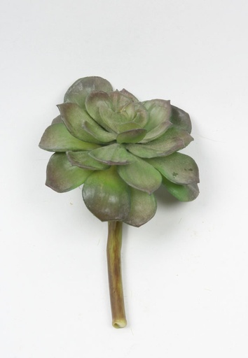 [6626] echeveria 