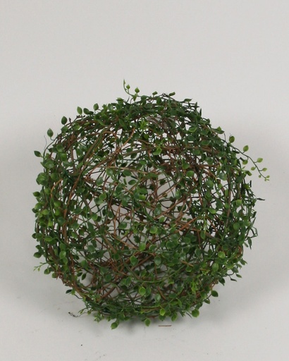 callisia