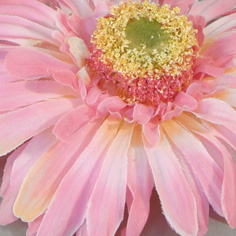 Float gerbera