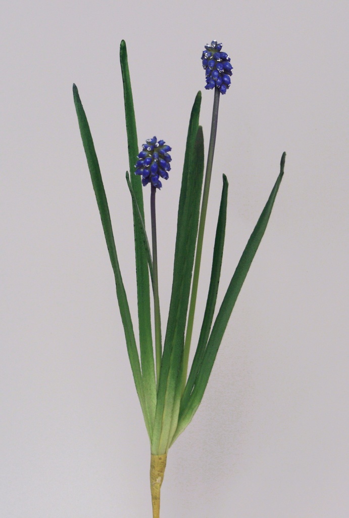 muscari  blue 