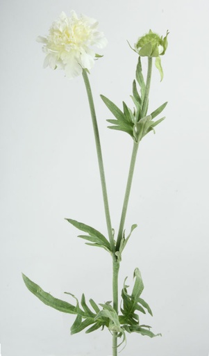[6773] scabiosa cream 