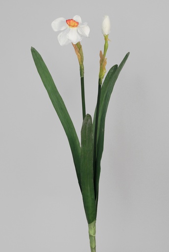 [6777] Narcissus white 