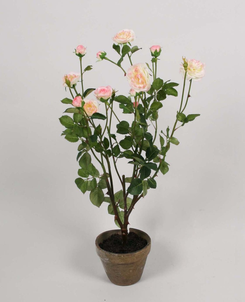 Rose tree 
