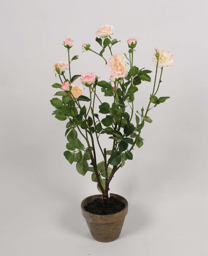 Rose tree 