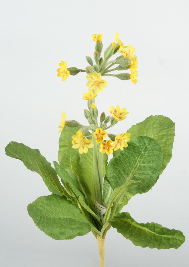 Primula veris 