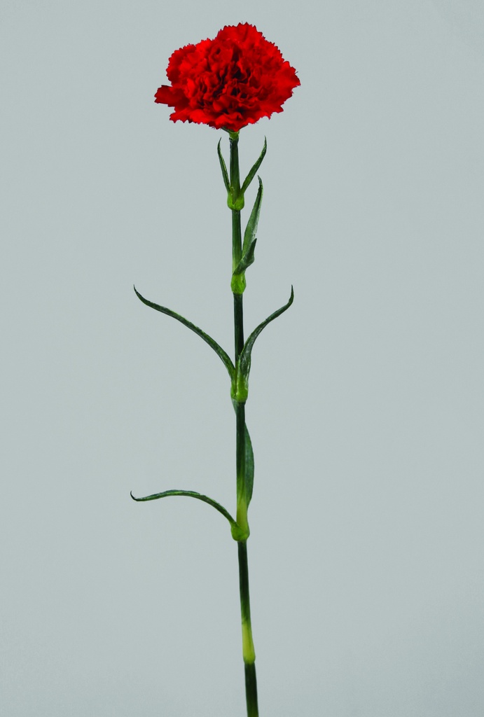carnation
