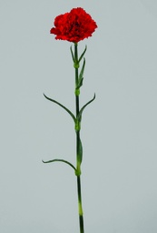 [9829] carnation (Alternative 1)