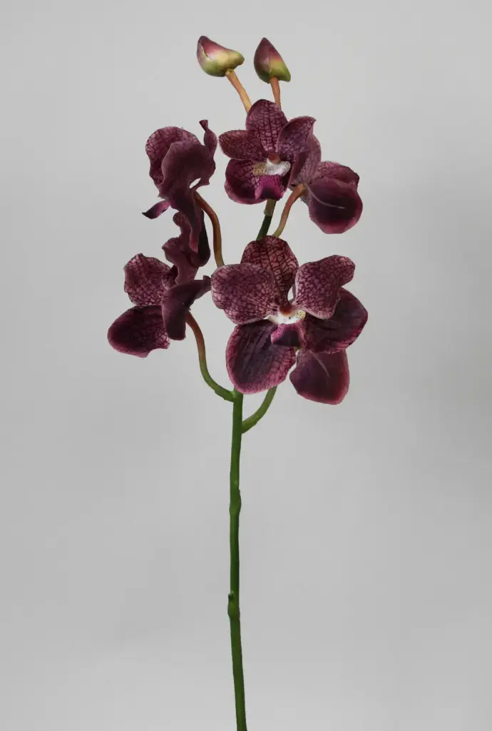 Wanda orchid 