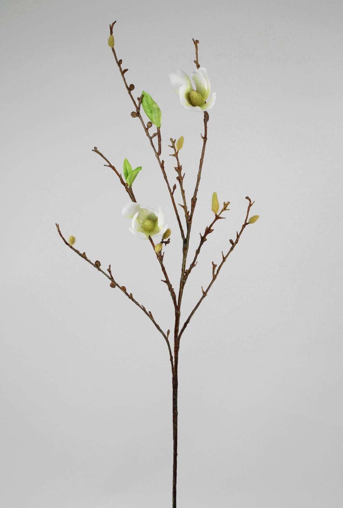magnolia 