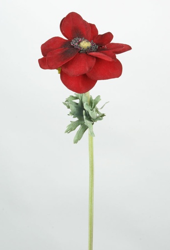 anemone 