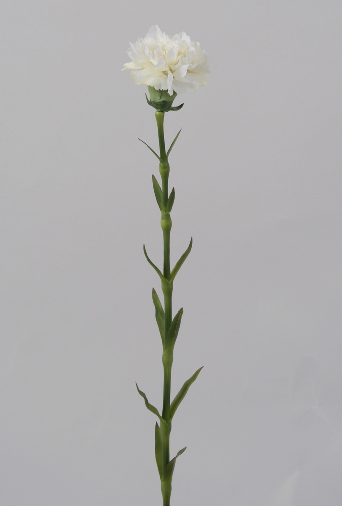 carnation