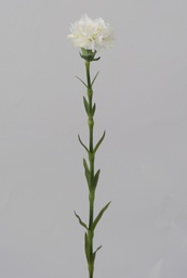 [6692] carnation (Alternative 2)