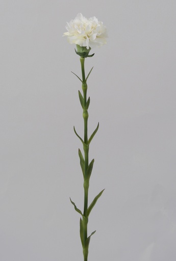 carnation