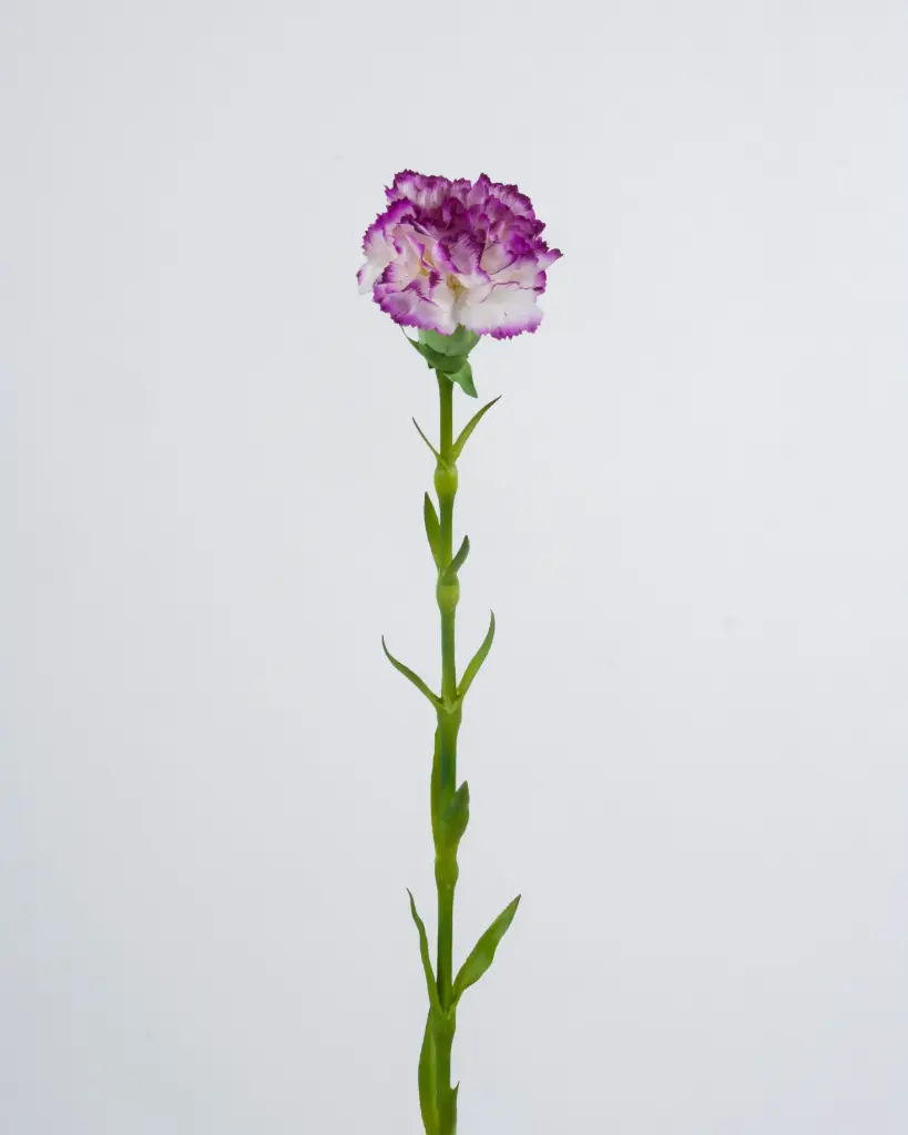 carnation
