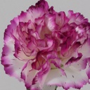 [6693] carnation (Alternative 3)