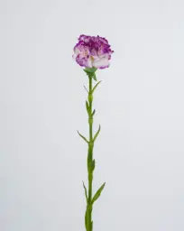 [6693] carnation (Alternative 3)