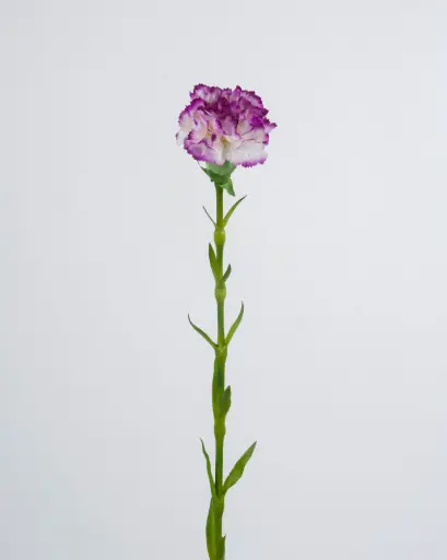 carnation
