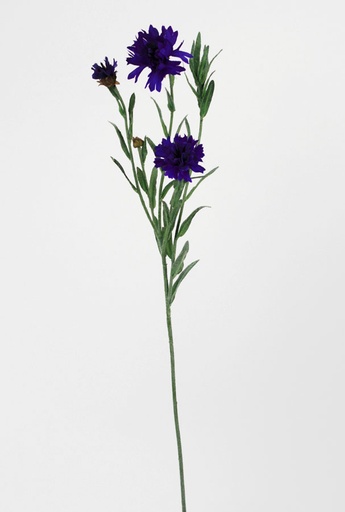 [7001] cornflower 