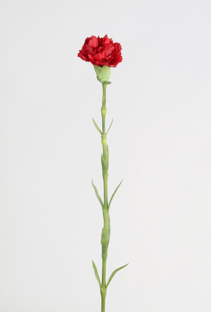 carnation