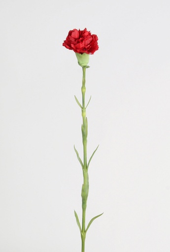 carnation