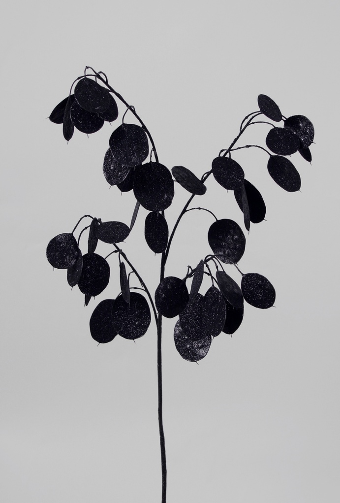 Silver dollar black 