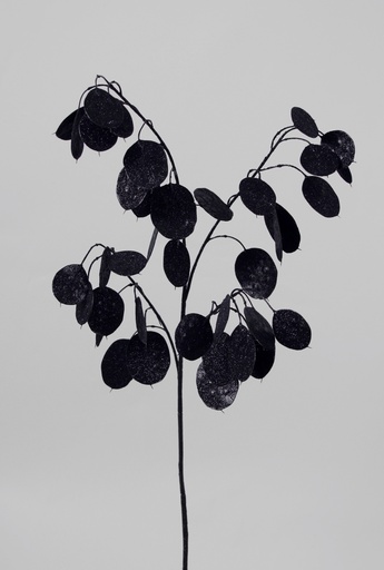 Silver dollar black 