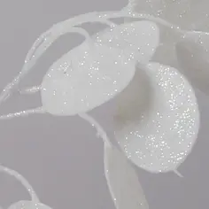silver dollar cream 