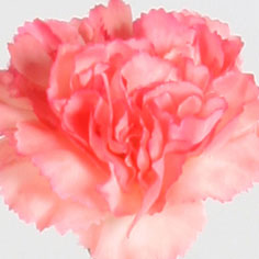 carnation
