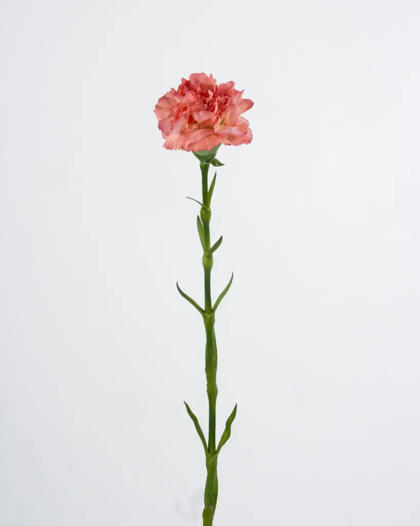carnation
