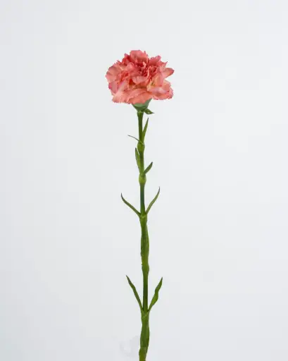 carnation