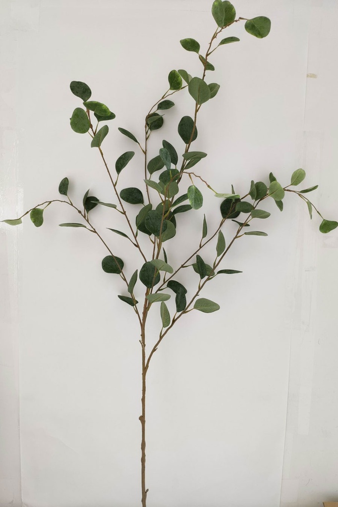 eucalyptus 