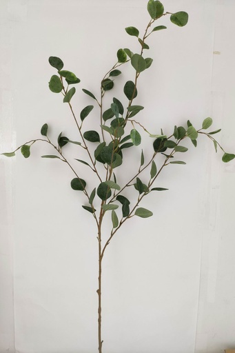 eucalyptus 