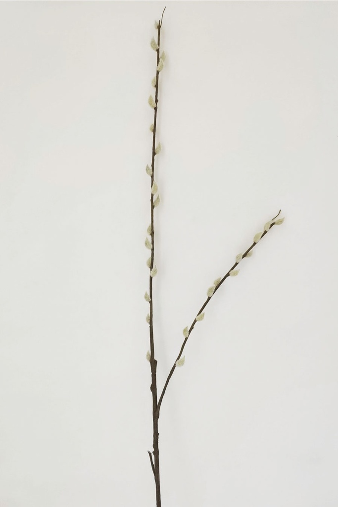pussy willow 