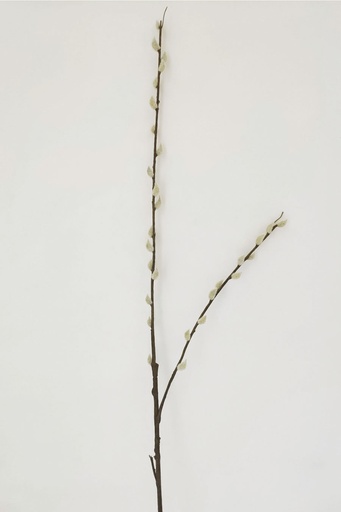 pussy willow 