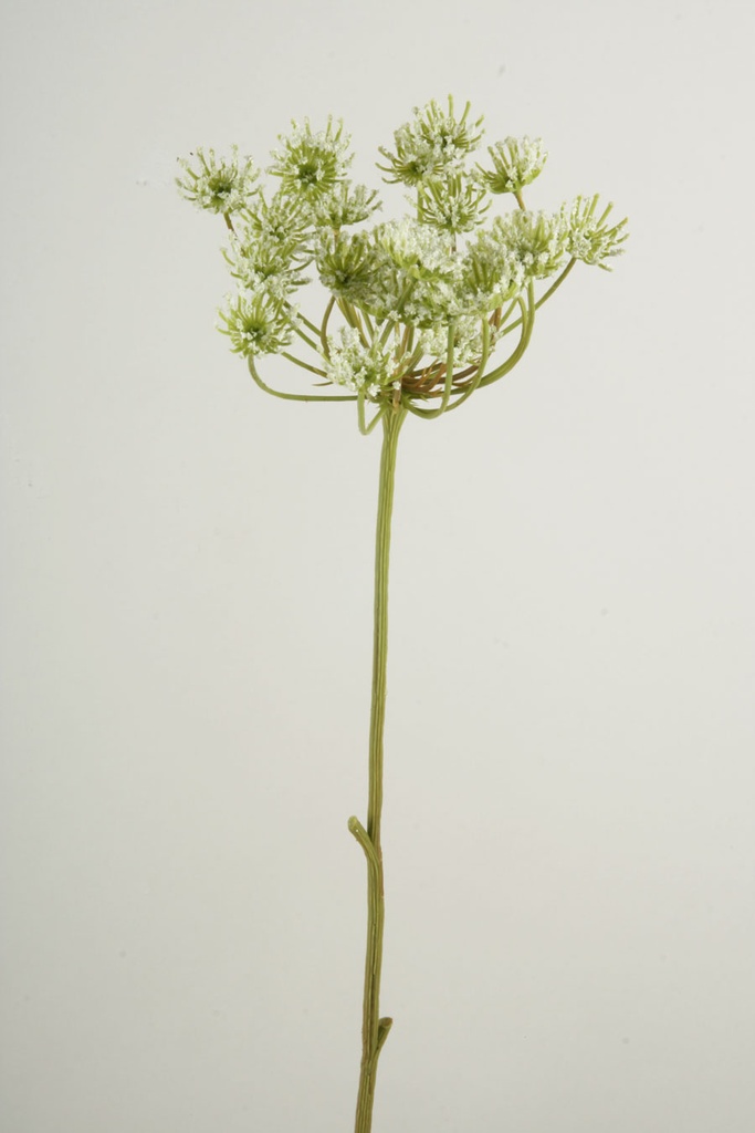 Queen Annes Lace 