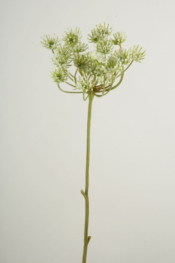 [7272] queen annes lace 