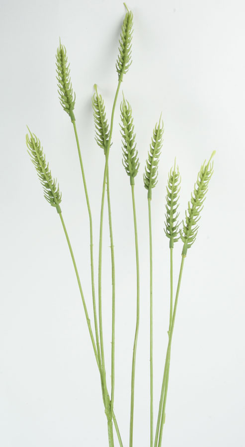 wheat 